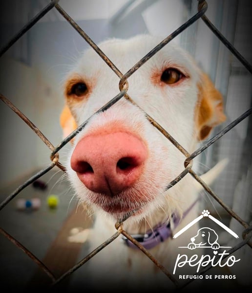 Сотрудничество Grupo VAPF с местной ассоциацией Pepito Dog Shelter в Benissa.